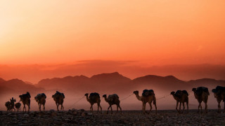 A caravan of camels in the desert. The sun sets and paints the sky orange. Mountains are visible in the background.